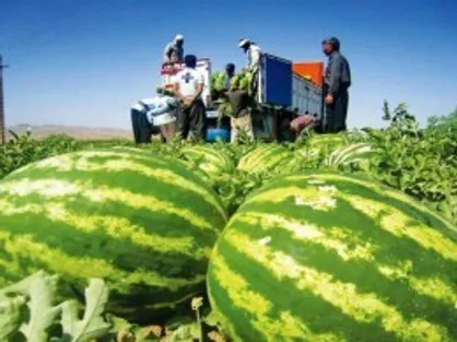 آغاز بارگیری محصولات کشاورزی در کهگیلویه و بویراحمد با رفع نسبی اعتصاب کامیون&zwnj;داران