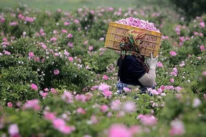 برداشت ۷۰۰ تن گل محمدی در ملایر پیش&zwnj;بینی شد
