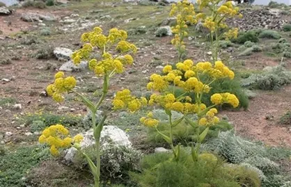 کشف و توقیف یک تن صمغ گیاه &laquo;باریجه&raquo; از سودجویان