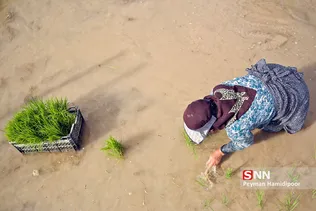 شالی برنج بجنورد
