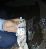 سظزر