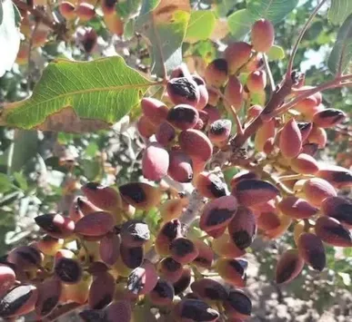 سیروان با تولید سالانه ۶۰ تن پسته، قطب تولید این محصول در ایلام شد