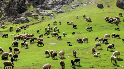 سهم ۲.۳ درصدی کردستان از کل دام سبک کشور