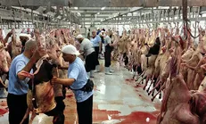 ذبج ۸۵ هزار رأس قربانی حجاج ایرانی در عید قربان / ۷۰ هزار حاجی ایرانی به جمرات رفتند