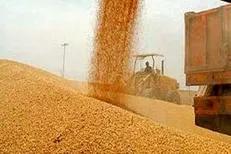 فهرست ۱۲ استان صدرنشین در میزان خرید گندم