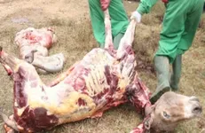 عامل توزیع گوشت خر در مشهد دستگیر شد