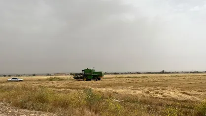 دهلران آماده برداشت طلای زرد؛ بسیج کامل امکانات برای خرید و ذخیره گندم
