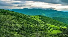 زوال درختان بلوط، فاجعه‌ای خاموش در قلب زاگرس