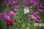استقبال از بهار