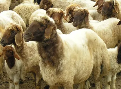 عامل قاچاق دام زنده به عراق گرانی دلار است