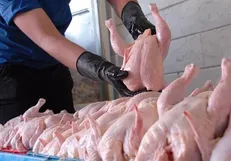 کاهش قیمت مرغ تازه در میادین میوه و تره‌بار