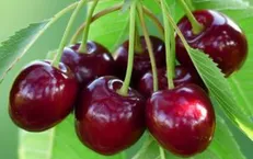 اعصاب خود را با این میوه تقویت کنید