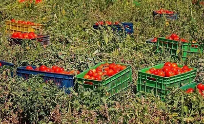 عوارض ۷۰ درصدی صادرات گوجه فرنگی ظرف ۲ روز لغو شد