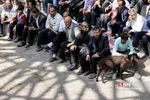 تعزیه طفلان مسلم