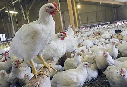 قیمت افسارگسیخته مرغ و نیاز به مصوبه جدید