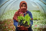 صدای پای بهار