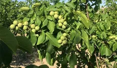 برداشت ۵۷۵ تن گردو و بادام از باغات ملکشاهی