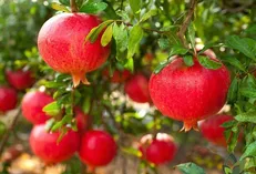 توسعه آبیاری قطره‌ای در باغات آنار چهارمحال و بختیاری