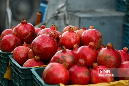 طرح یلدای کریمانه از سوی دانشجویان بسیجی دانشگاه مازندران اجرا می&zwnj;شود