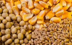 آغاز ثبت سفارش انواع کنجاله