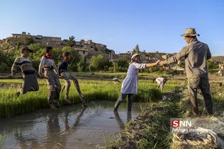شالی برنج