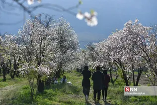 شکوفه های بهاری منطقه مهارلو استان فارس