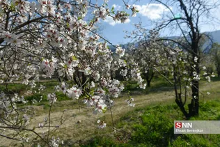 شکوفه های بهاری منطقه مهارلو استان فارس