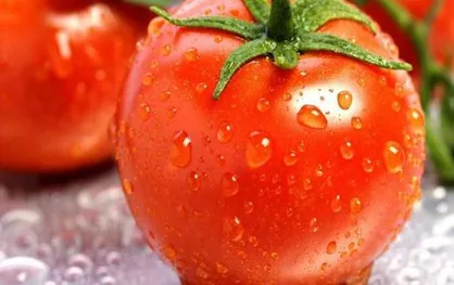 بیماری&zwnj;های که گوجه&zwnj;فرنگی با آن&zwnj;ها مبارزه می&zwnj;کند