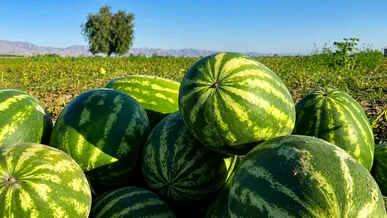 برداشت ۴۵ هزار تُن هندوانه از مزارع اردبیل