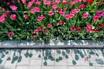 فصل بهار و میهمانی لاله ها