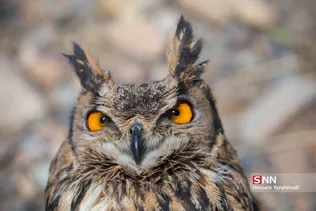 رهاسازی پرندگان شکاری در قم