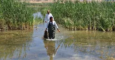 کشف ۲ رشته تور ماهیگیری غیرمجاز در تالاب نوروزلو میاندوآب / برخورد با صید غیرمجاز