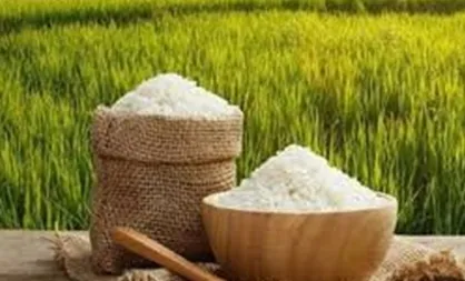 هدف&zwnj;گذاری برای خودکفایی در تولید برنج در کشور