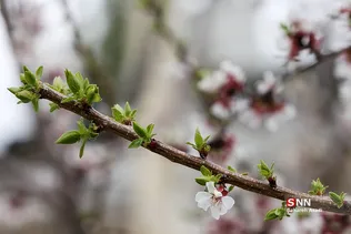 چند قدم مانده تا بهار