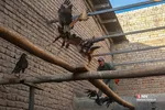 رهاسازی ۹ قطعه پرنده شکاری و آبزی در تالاب بهشت معصومه
