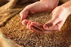 کشف انبار احتکار گندم به ارزش ۵۵۵ میلیارد تومان / مجازات سنگین محتکران
