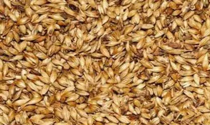 دلایل عدم واردات جو از عراق به رغم اعلام آمادگی این کشور