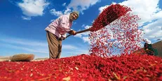 سومین جشنواره ملی زرشک با شعار 