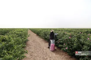  برداشت گل محمدی در قم 
