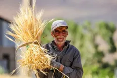 گره سرنوشت خودکفایی گندم با پرداخت مطالبات گندمکاران