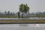 شالی