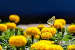 روز گل وگیاه-بازار گل و گیاه شهید فکوری