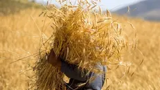 الوعده وفا/ مطالبات گندم‌کاران کامل پرداخت شد