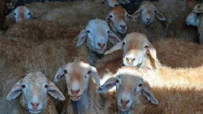 سازمان دامپزشکی: گزارشی از ابتلای دام&zwnj;ها به کرونا نداشتیم
