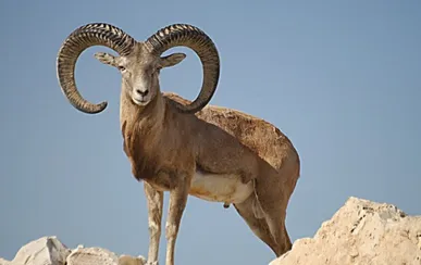 دستگیری عامل شکار یک رأس قوچ وحشی در شهرستان سربیشه خراسان جنوبی