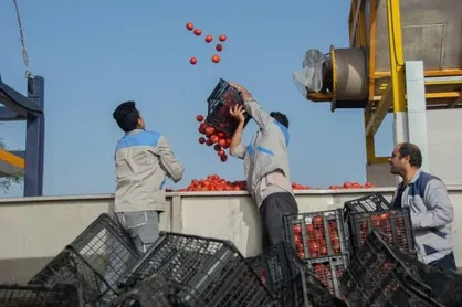 بازگشت مالکیت کارخانه رب گوجه به شرکت نیشکر هفت&zwnj; تپه