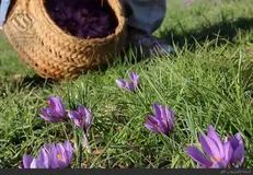 مستندی درباره کشت زعفران مرغوب در کرمانشاه