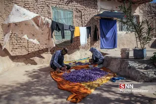 برداشت زعفران در شهرستانهای تربت حیدریه و زاوه