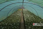 استقبال از بهار