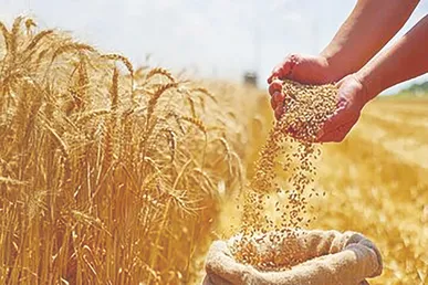 تولید گندم امسال به ۱۳.۵ میلیون تن می‌رسد